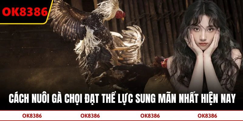 Cách Nuôi Gà Chọi Đạt Thể Lực Sung Mãn Nhất Hiện Nay