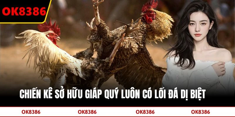 Chiến kê sở hữu giáp quý luôn có lối đá dị biệt