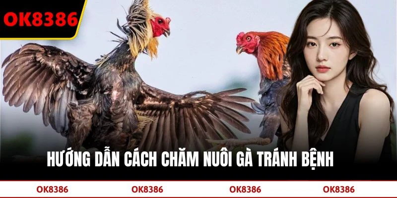 Hướng dẫn cách chăm nuôi gà tránh bệnh